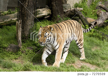 アムールトラ 7270509