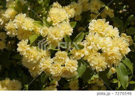 木香バラ 7270546