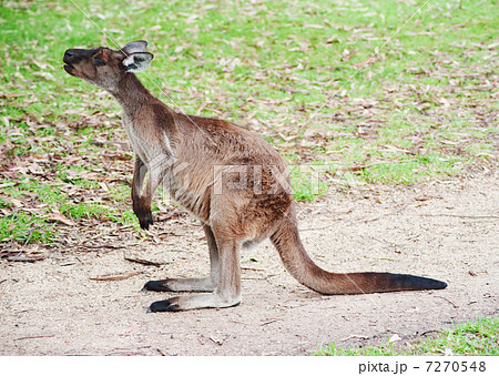 native Australian kangaroo 7270548
