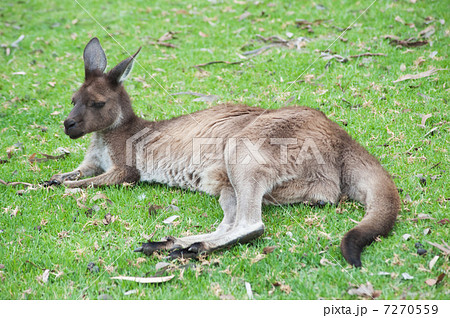 native Australian kangaroo 7270559