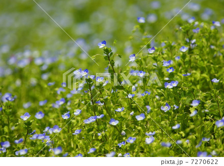 群生して咲くオオイヌノフグリの花 7270622