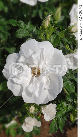 ハマナシ 7270641