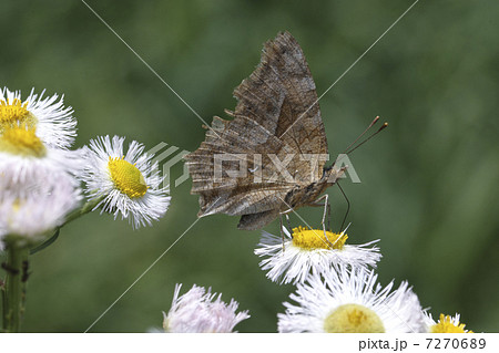 シータテハ-01 シータテハ-01 7270689