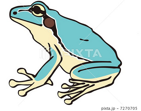 水色のニホンアマガエル 水色のニホンアマガエル 7270705
