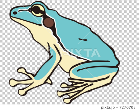 水色のニホンアマガエル 水色のニホンアマガエル 7270705