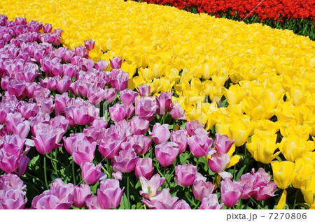 チューリップ　花言葉：愛の告白　Tulipa gesneriana 7270806