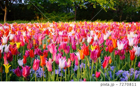 チューリップ 花言葉 愛の告白 Tulipa の写真素材