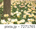 チューリップ チューリップ 7271765