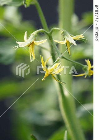 赤茄子　トマトの花 7271869