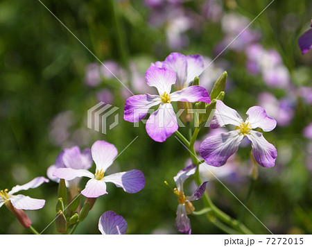 ハマダイコン 7272015