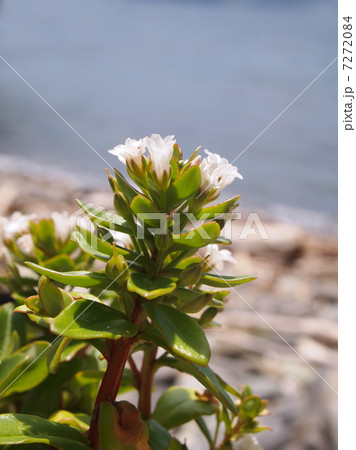 ハマボッス 7272084