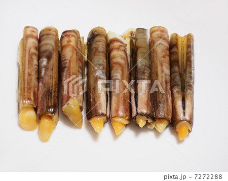 マテガイ 7272288