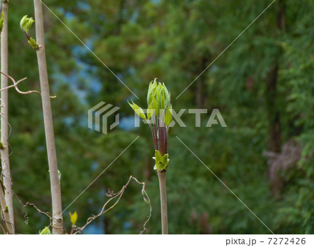 こしあぶら 7272426