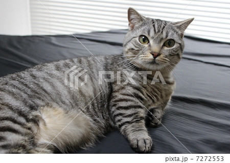 ピアノの上の猫 7272553
