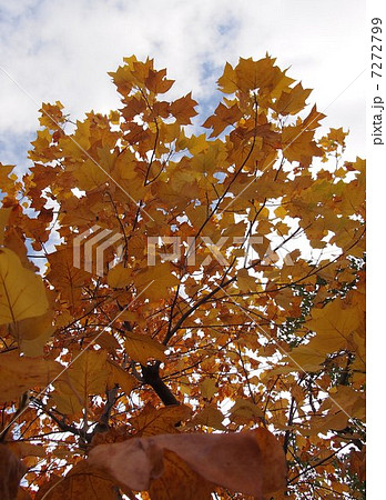 モミジバフウの綾錦（玉島の森） 7272799