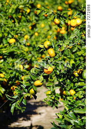 秋の日射しにミカン園 秋の日射しにミカン園 7272898