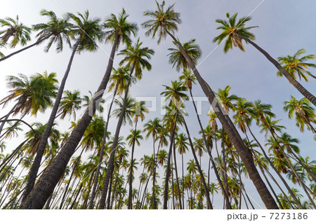 ハワイ　モロカイ島　カプアイワ椰子林 7273186