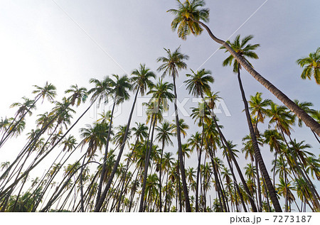 ハワイ　モロカイ島　カプアイワ椰子林 7273187