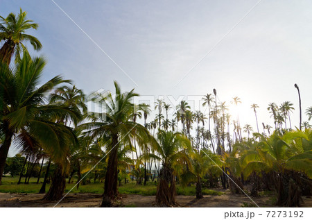 ハワイ モロカイ島 カプアイワ椰子林 逆光 ハワイ モロカイ島 カプアイワ椰子林 逆光 7273192