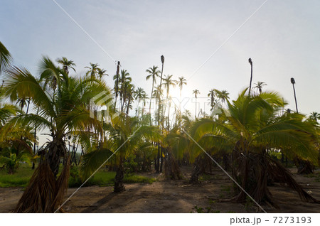 ハワイ　モロカイ島　カプアイワ椰子林　逆光 7273193
