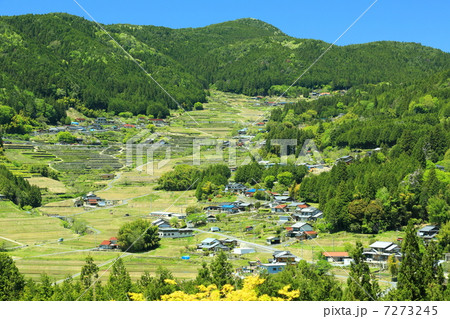 新緑の棚田の全景 7273245