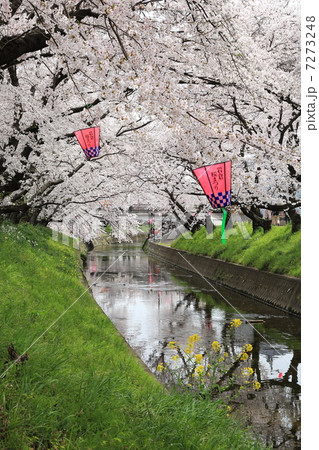 桜のトンネル 7273248