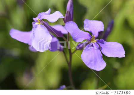 ムラサキハナナ(紫花菜) ムラサキハナナ(紫花菜) 7273300