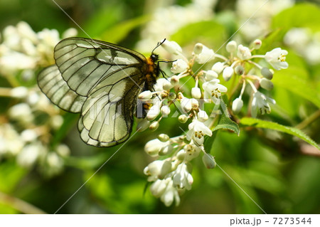 ウスバシロチョウ 7273544