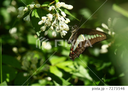 アオスジアゲハ アオスジアゲハ 7273546