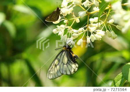 ウスバシロチョウ 7273564