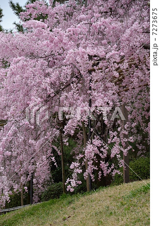 半木の道 7273675