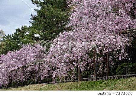 半木の道 7273676