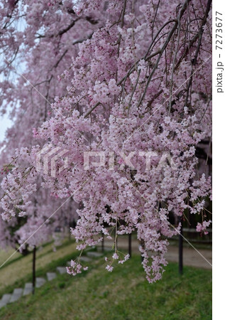 半木の道、枝垂れ桜 7273677