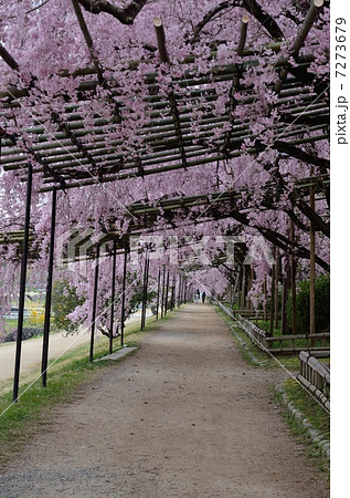 半木の道 7273679