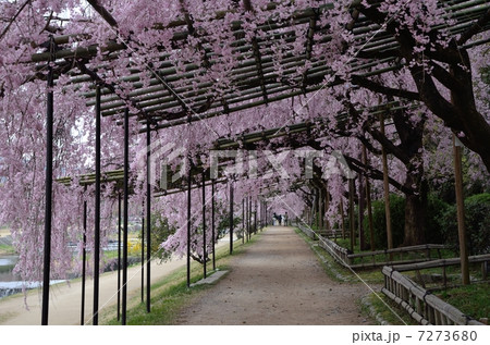 半木の道 7273680