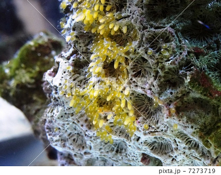 くまのみの卵 くまのみの卵 7273719