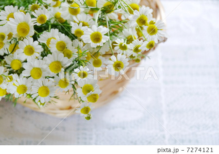 カモミール 7274121