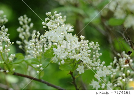 サワフタギ サワフタギ 7274162