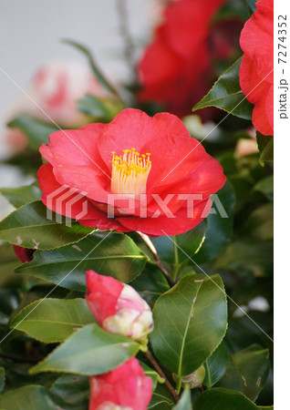 椿 紅色 タテ 椿 紅色 タテ 7274352