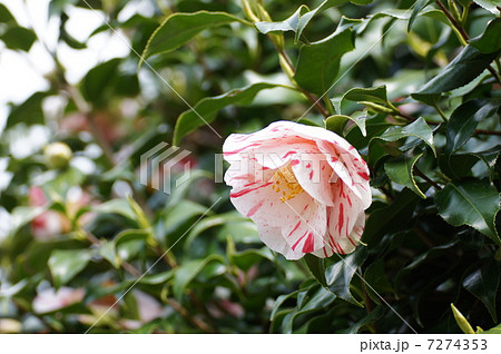 紅白ツバキ 7274353