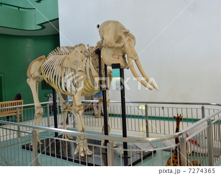 アジアゾウの標本(千葉市動物公園の動物科学館) アジアゾウの標本(千葉市動物公園の動物科学館) 7274365