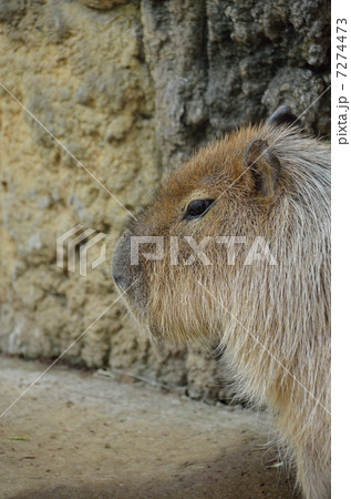 千葉市動物公園のカピバラ 7274473