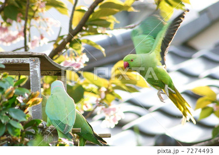 桜の蜜が大好きな野生のワカケホンセイインコ (ツキノワインコ) 桜の蜜が大好きな野生のワカケホンセイインコ (ツキノワインコ) 7274493