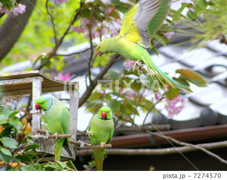 桜の蜜が大好きな野生のワカケホンセイインコ  （ツキノワインコ） 7274570