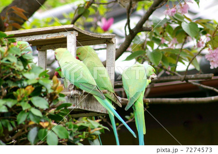 桜の蜜が大好きな野生のワカケホンセイインコ  （ツキノワインコ） 7274573