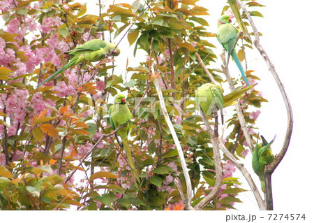 桜の蜜が大好きな野生のワカケホンセイインコ (ツキノワインコ) 桜の蜜が大好きな野生のワカケホンセイインコ (ツキノワインコ) 7274574