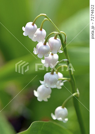 ピンクスズラン 7274622