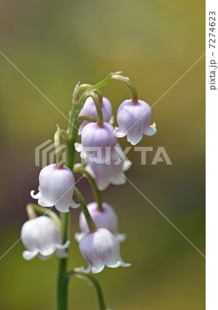 ピンクスズラン 7274623