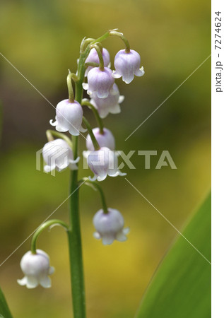 ピンクスズラン 7274624