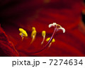 Red Flower Macro 7274634